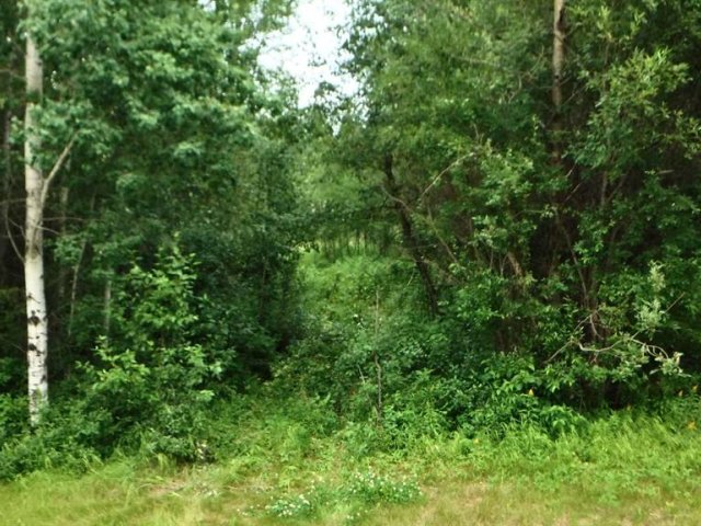 A2332525